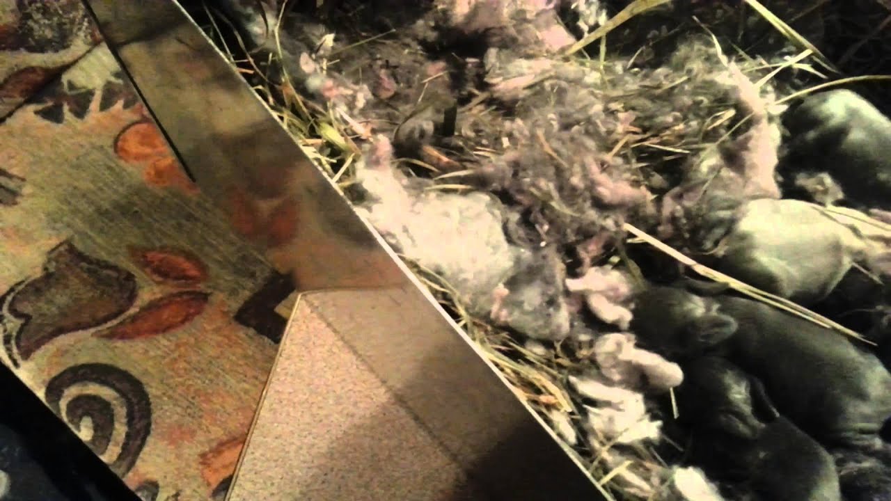 Rabbit Update - Rabbits at 4 days old. 