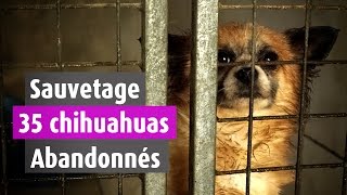 35 Chihuahuas abandonnés dans une maison