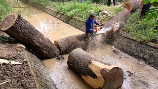 Dramatic Cut Down Dangerous Leaning Tree On The River Bank