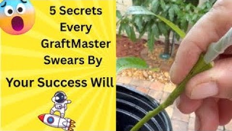 5 Steps to Guaranteed Mango Grafting Success!