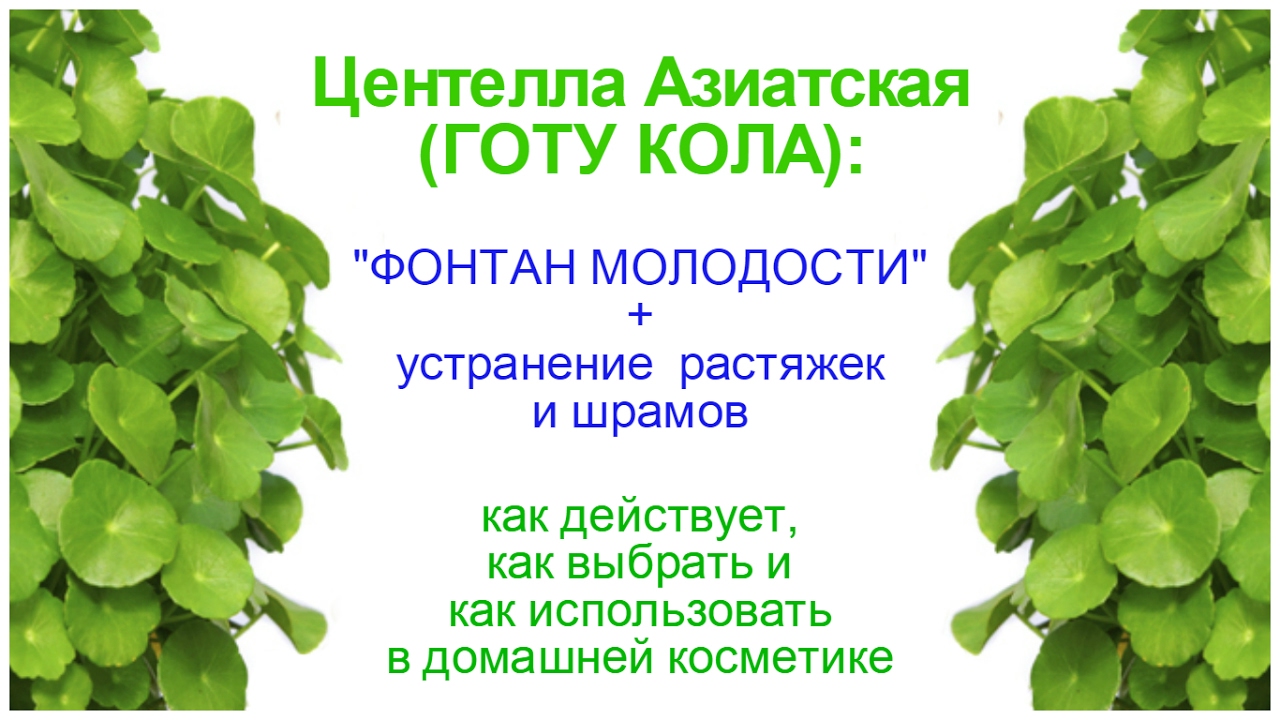 Готу кола польза. Центелла азиатская (Готу кола). Центелла азиатская в косметике. Экстракт центеллы азиатской. Экстракт центеллы азиатской в косметике.