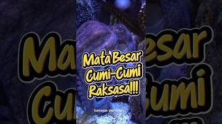 Mata Besar Cumi Cumi Raksasa! #facts #hewanbesar #faktaunik #faktadunia #octopus