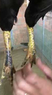 mẻ chân vàng chốt đen đẳng cấp thomo .5x mùa 1 mới đủ lông