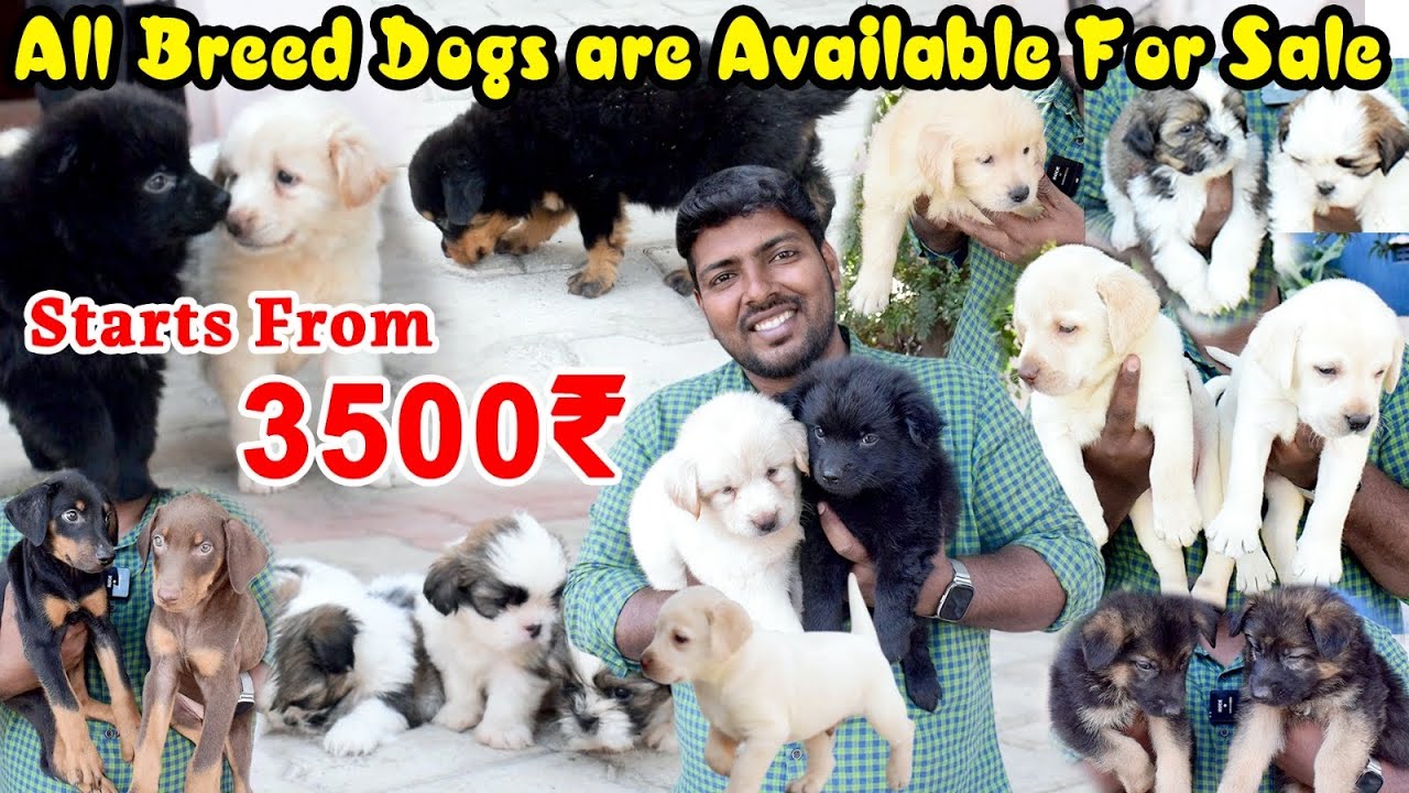Adorable Dog Puppies Available For Sale In Chennai Prices Starts From Adorable Dog Puppies Available For Sale In Chennai Prices Starts From