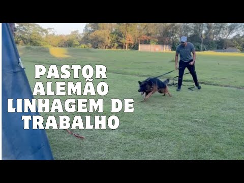 Pastor alemão linhagem