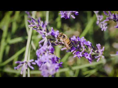 The Beauty of the Small Things in Life - An Ode to Insects, Bees, and Bumblebees