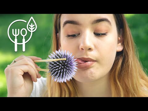 Edible Wild Plants 2 Photos Properties Which Parts Are Edible Wild Edible Plants 