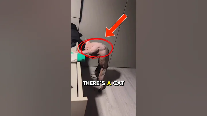 Video 11264531: sphynx cat, meet sphynx, hairless cats love, cat animals