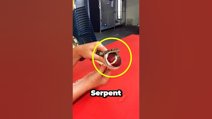 Ce serpent a fait la plus grosse erreur de sa vie !😱🐍