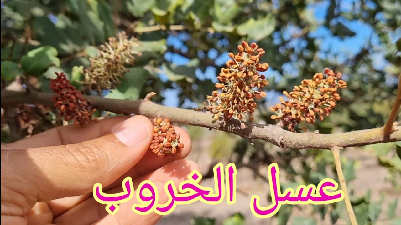 عسل الخروب ، ذهب ماشاء الله .