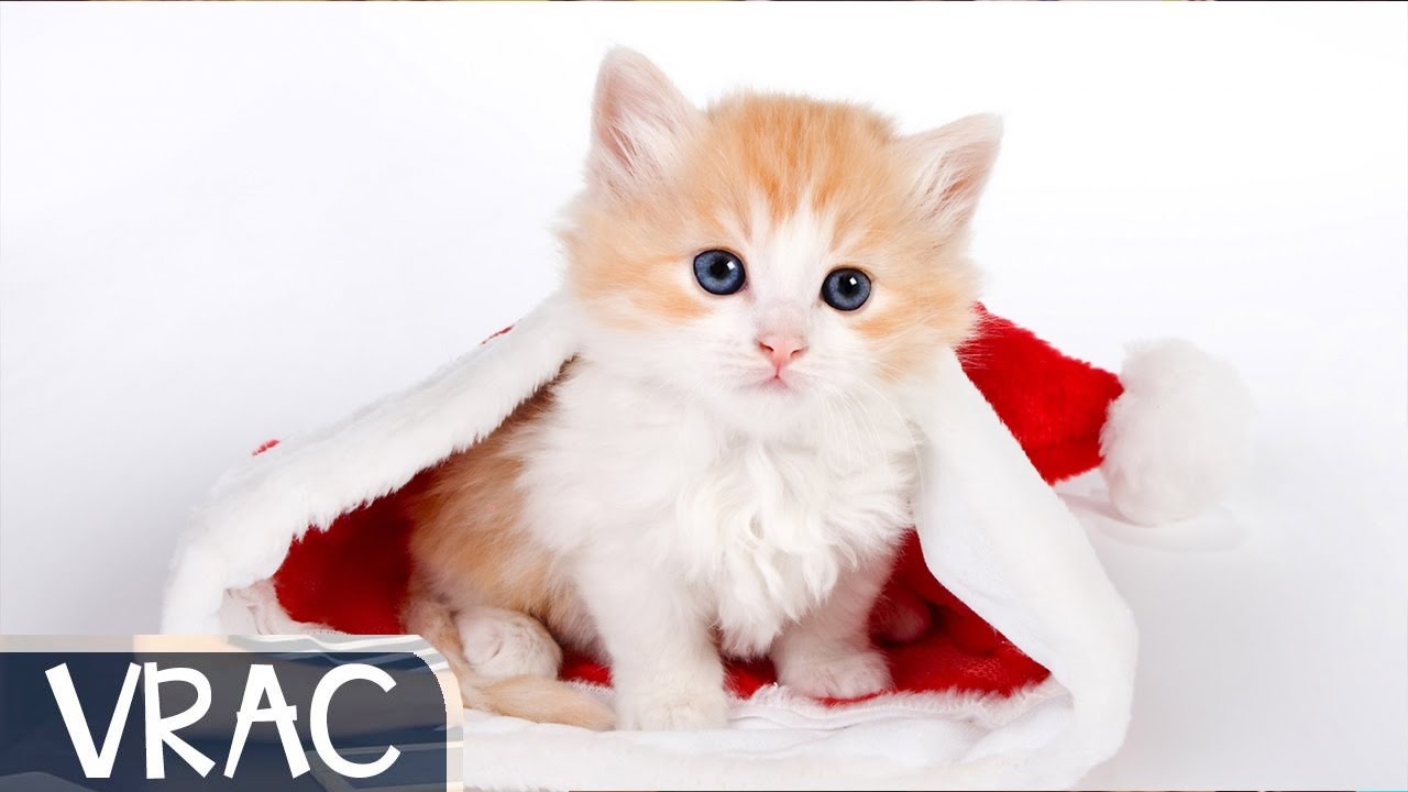 Chats Trop Mignon Compilation Youtube