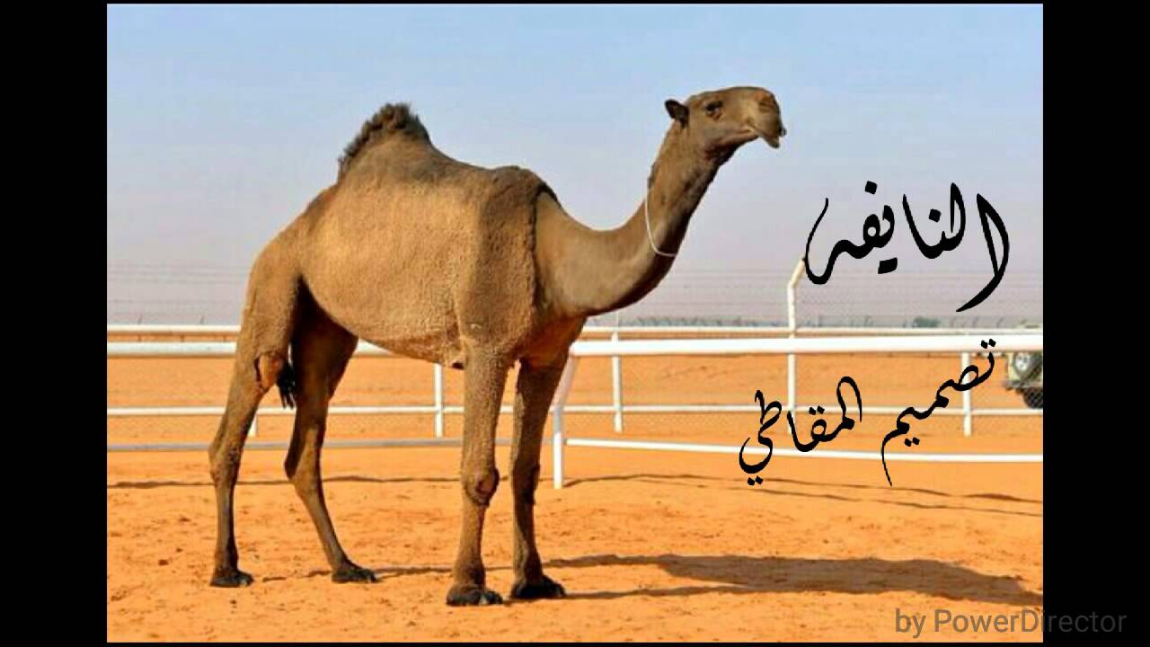 شيلة النايفه اداء محمد ال نجم