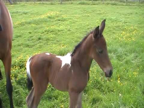 Coloured Foal For Sale