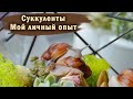 СУККУЛЕНТЫ | ВСЕ ЧТО НУЖНО ЗНАТЬ НОВИЧКАМ | ПЕРЕСАДКА, ПОЛИВ, ОСВЕЩЕНИЕ