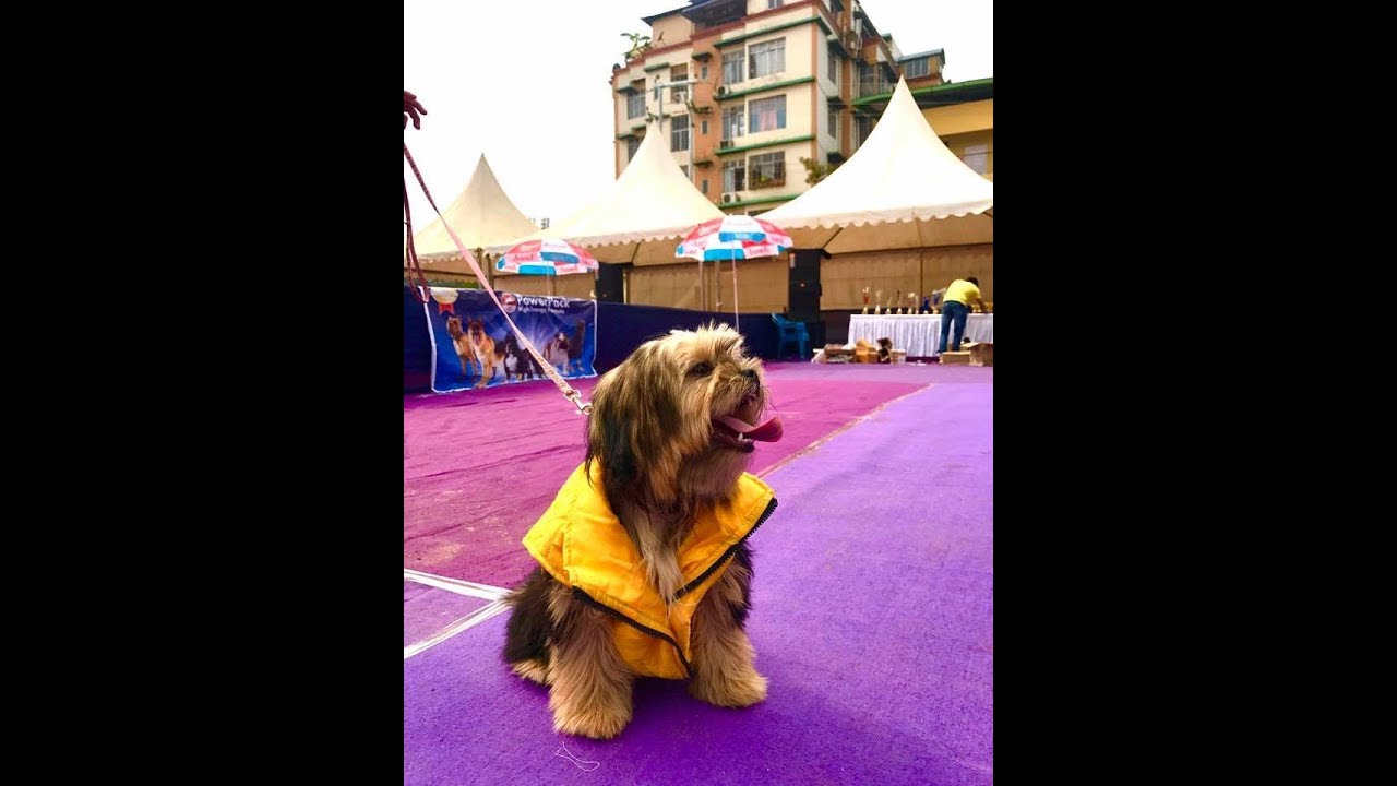 Guwahti Kennel Club Dog Show Kennel club of India 2019 LINE UP