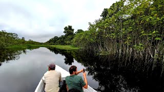 Gran biodiversidad de flora y fauna en la Reserva Nacional Pacaya Samiria