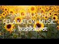 Calming music for relaxation and meditation  stress relief relaxing music  sunflower fields