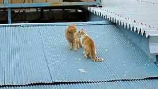 猫の喧嘩2007-3-26.avi