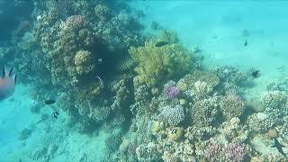 Sunrise Royal Makadi Aqua Resort Schnorcheln 🤿 Подводный мир МАКАДИ - Риф отеля . Отдых &quot;ЗИМОЙ&quot;.....
