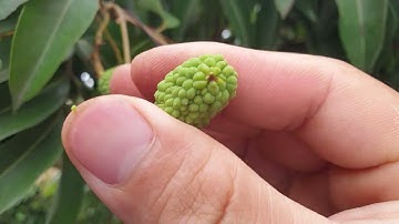 Trị Sâu Đục Cuống Vải Thiều Lục Ngạn Trước Cơn Gió Mùa Đặc Biệt I Nui Doi Luc Ngan 98