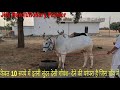 Desi cow Heifer sold @ 10 Rs only, Mother Cow Milk Yield 18 litre @ Rewari Haryana 👍.