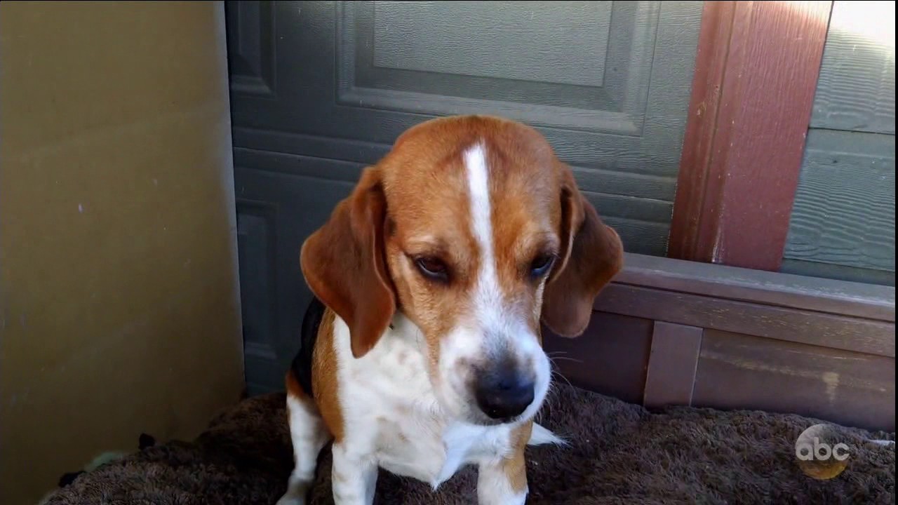 AmericasFunniestHomeVideos S27E11 Bacon Dog YouTube