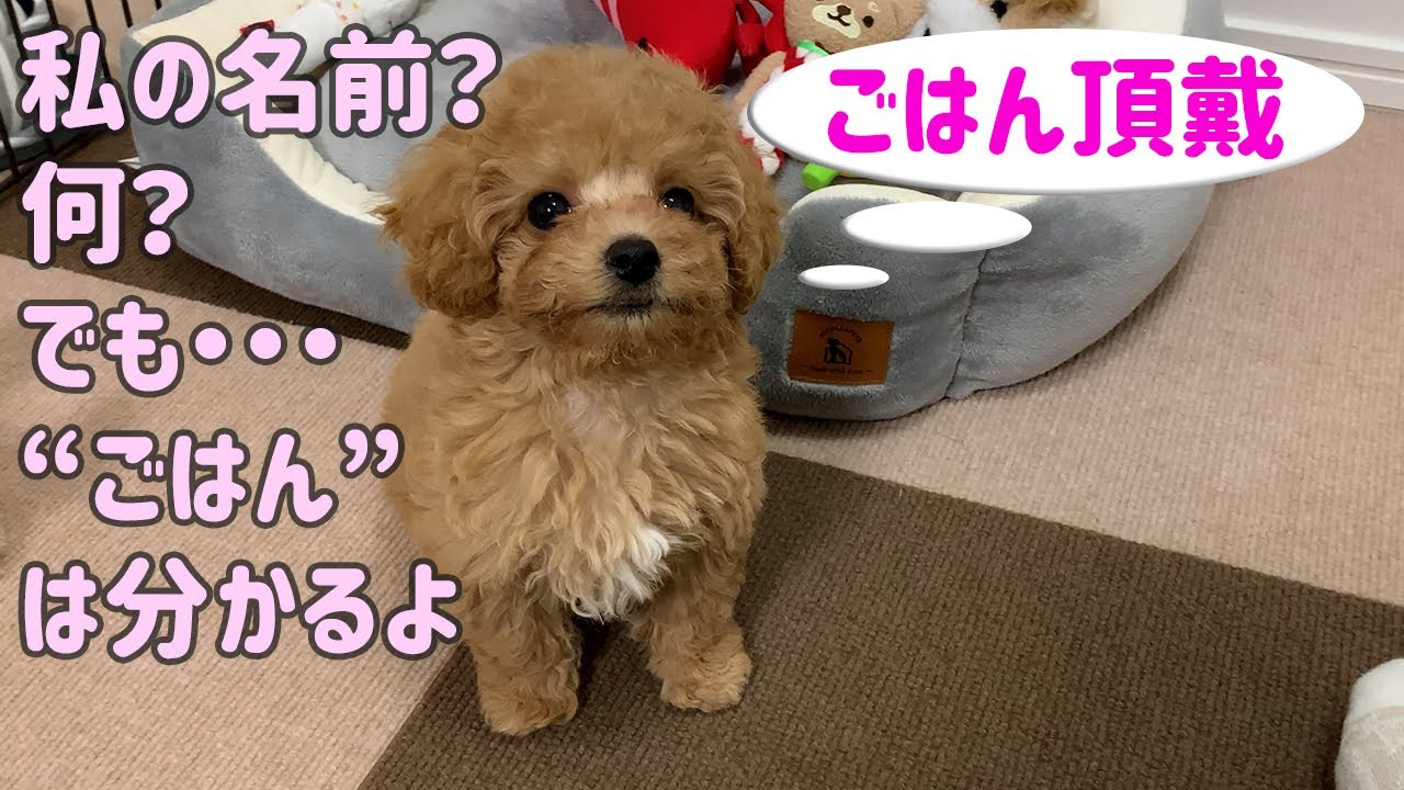 自分の名前は分からないが、「ごはん」は分かる【子犬】 YouTube