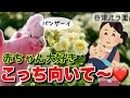 モモイロインコのお出かけVlog🌹満開のバラ園&テラス席ランチでお喋りが止まらない春ちゃん【コナズ珈琲・谷津バラ園】