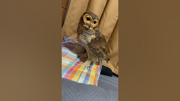 Solusi takut tidur malam malam! Panggil Bibib si Burung Hantu saja! #burunghantu #owl #funnyanimal