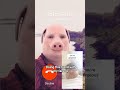 John Pork