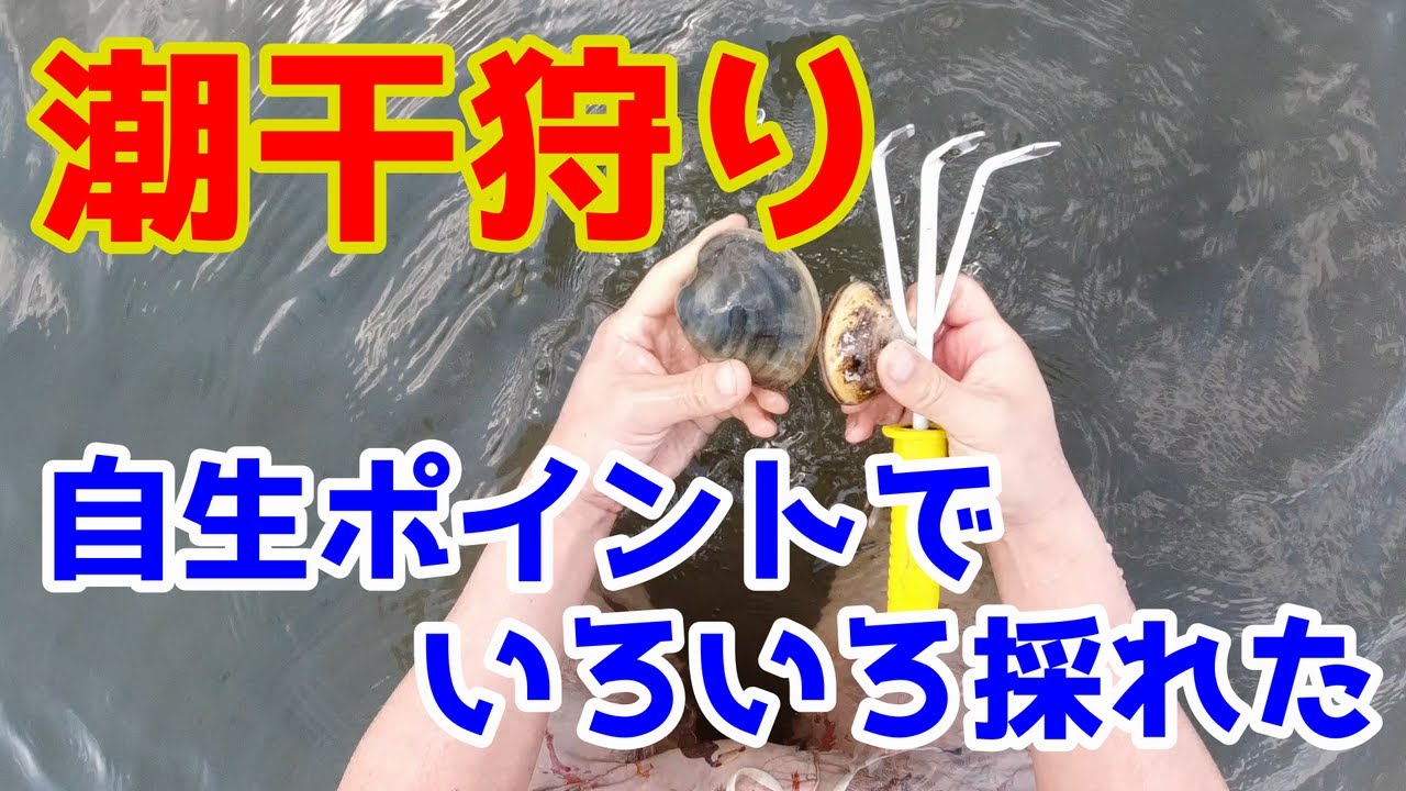 穴場のポイントで潮干狩り いろんな貝を採ってきた Youtube 穴場のポイントで潮干狩り いろんな貝を採ってきた Youtube