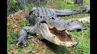 GIANT Gator Nose Rubbies!