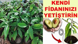 AVOKADO ÇEKİRDEĞİ NE ZAMAN DİKİLİR, AVOKADO ÇEKİRDEĞİNDEN KENDİ FİDANINIZI YETİŞTİRİN