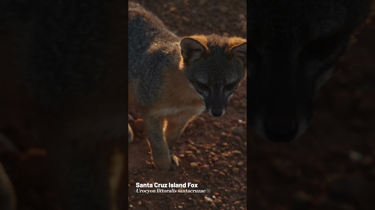 Skunk Health Check Time 🦨🦨!