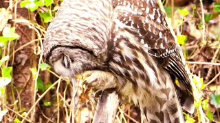 Barred Owl hunting, eating, and resting at my backyard