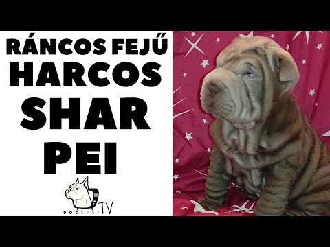 Videó: Kínai Shar-Pei Kutyafajta Hipoallergén, Egészségi és életre Szóló