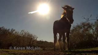 Salt River Wild Horses - band stallion, yearling, and mare