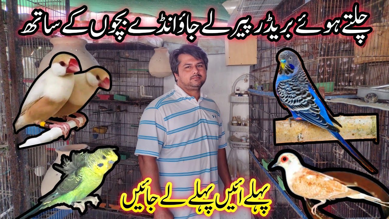 Visit 100+ Birds Breeding Setup | Combo Budgie, Dun Fellow, Silver Pied Dove, Fawn Pastal Java