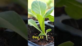 Growing Romaine Lettuce from Seed - Container Garden