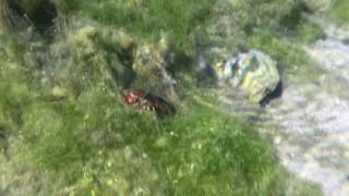 A Crawdad (Crayfish) in the Panaca Spring