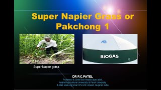 Super Napier Grass or Pakchong 1-Dr. P. C. Patel