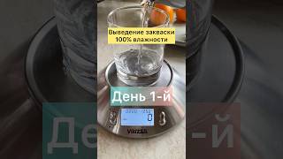 Выведение закваски 100% влажности. День 1-й.