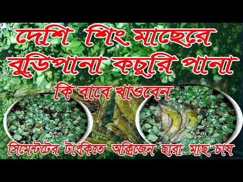 ভিডিও: কিভাবে বাড়িতে Hyacinth বৃদ্ধি?