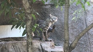スナドリネコ 首のあたりが痒いみたい！？ 天王寺動物園 Fishing cat in the zoo