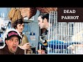 American Reacts to Monty Python: The DEAD Parrot Sketch & The Lumberjack Song movie versions