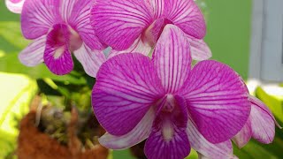 Murahh - Anggrek Jadul Dendrobium Burana Pink Stripe #indonesianorchids #hybrid