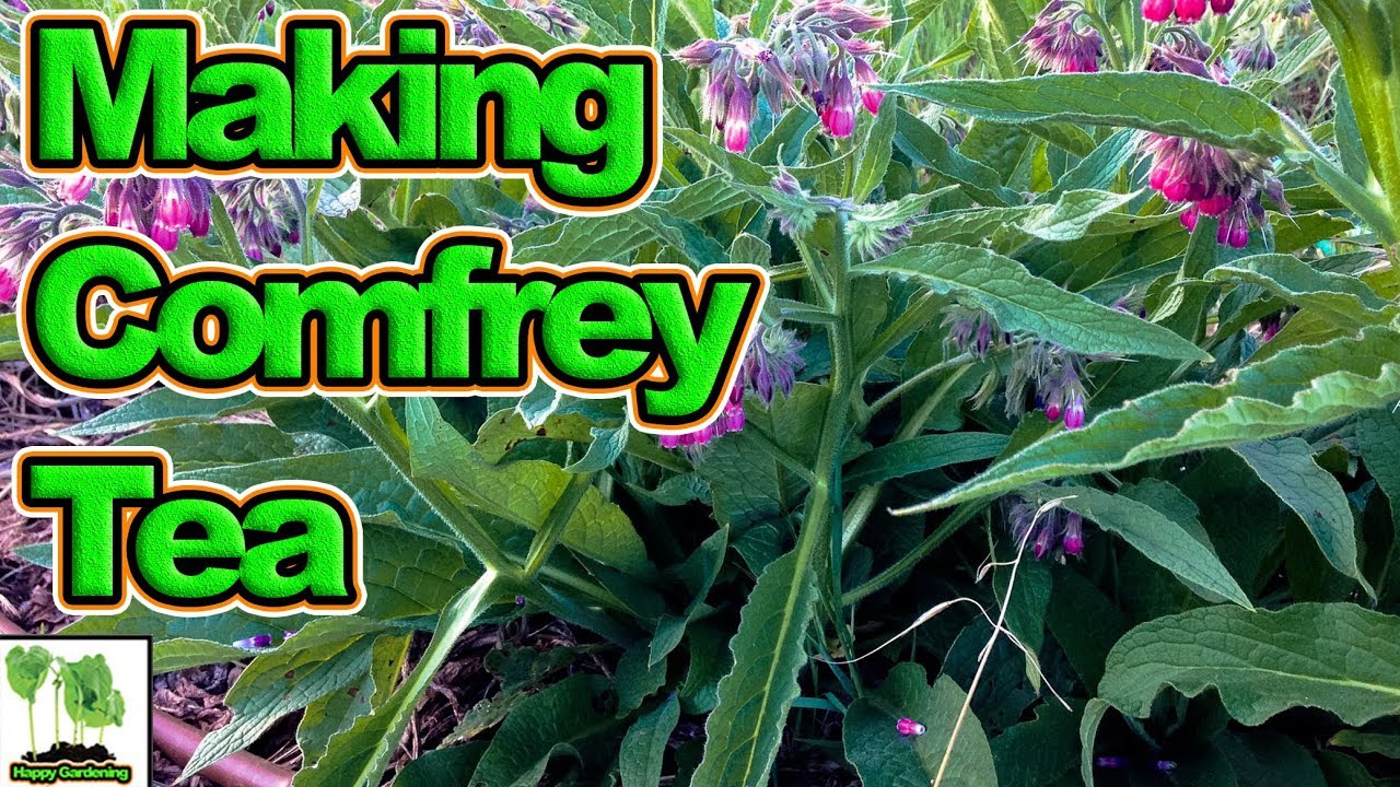 Making Comfrey Tea, Compost, Use Your Hoe And Spring Bulbs YouTube