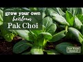 Sow Right Seeds | Bok Choy (Pak Choi)