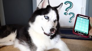 My Husky Reacts to Different Sounds on a Phone App screenshot 5