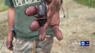 North Shore seeing ‘advanced infestation’ of coconut rhinoceros beetle, experts on what to do